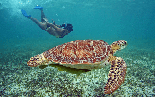 Destino Akumal